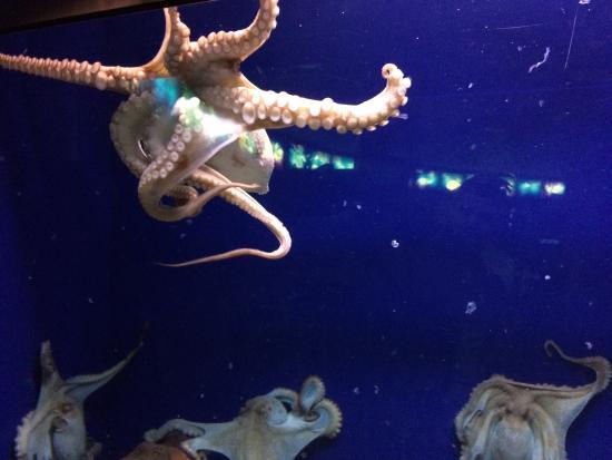 Akvariet i Barcelona